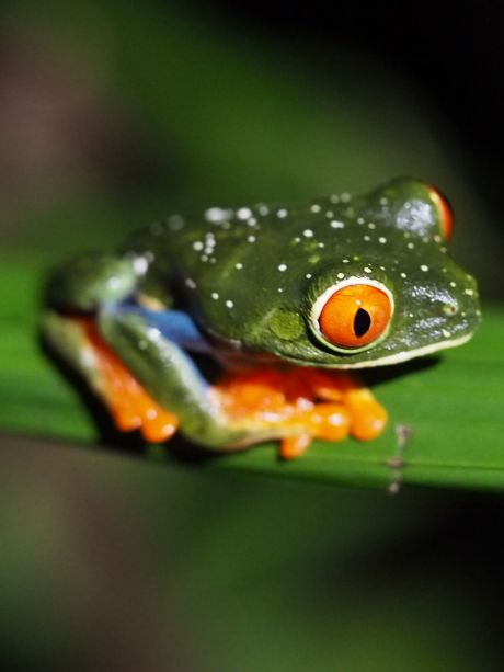 Costa Rica